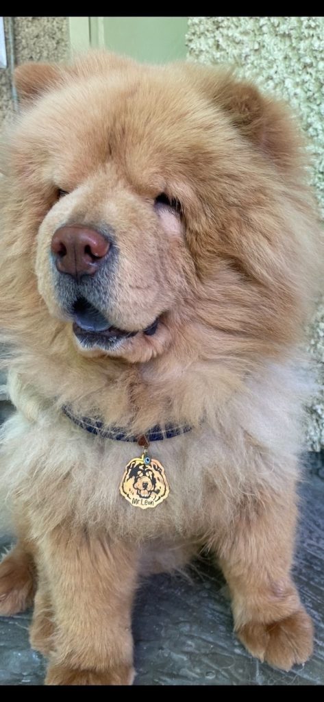 پلاک قلاده طرح چاوچاو chow chow